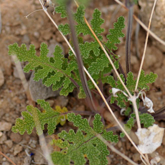 Salvia columbariae, Chia